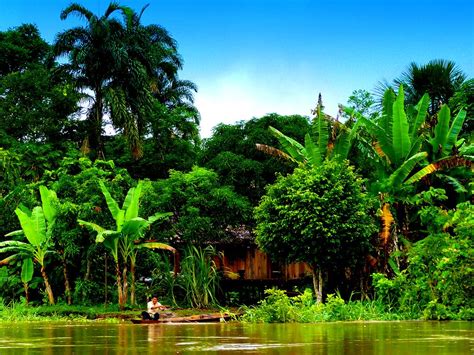 The Amazon Rainforest South America Nature Images Amazon Rainforest