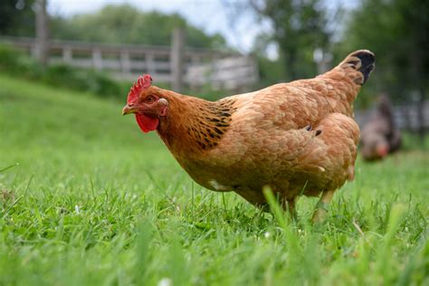 Chickens | Farm Animals - Farm Sanctuary