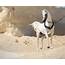 Arabian Breeders In The United Arab Emirates  Magazine