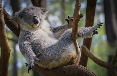 Gray Koala Bear Sitting On Tree Branch During Daytime Photo Free