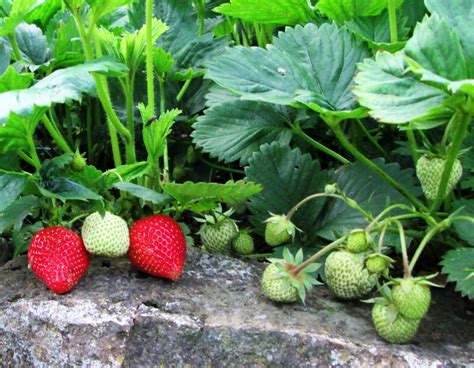 How To Plant And Grow Strawberries In The Garden Dengarden