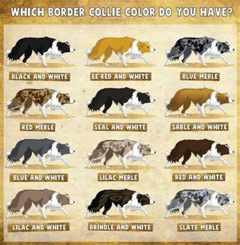 Colors Border Collie Colors Dog Breeds Collie