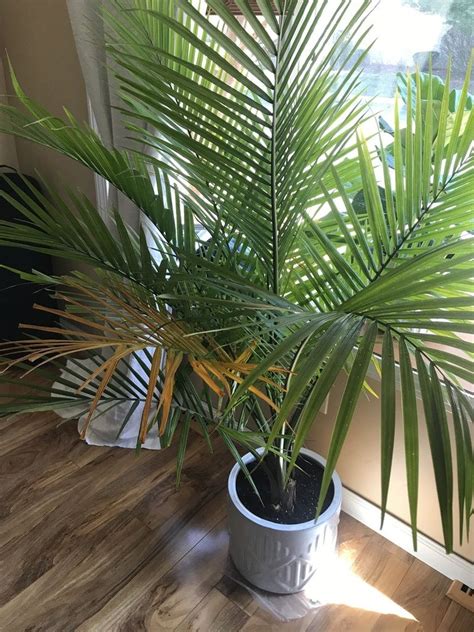 Help Save My Potted Majesty Palm Palms In Pots Palmtalk Majesty