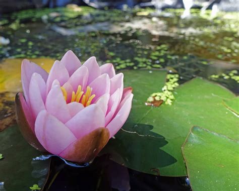Lotus Flower In Bloom Tejvan