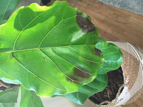 Brown Spots Root Rot Or Bacterial Infection The Fiddle Leaf Fig