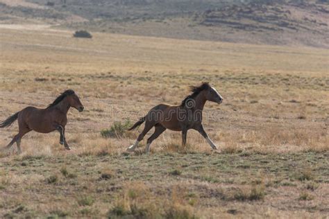 Wild Horse Stallions Running Stock Image Image Of Onaqui Running