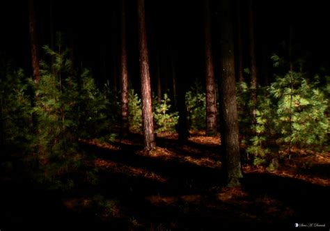 Night Forest Mother Nature Photo 36992805 Fanpop