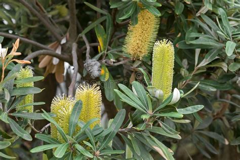 Coast Banksia Tree With Yellow Flower Spikes Grown In The East C Stock