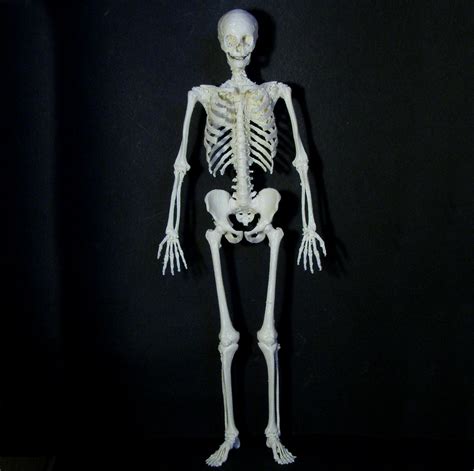 3d Printable Human Skeleton By Dario Baldi