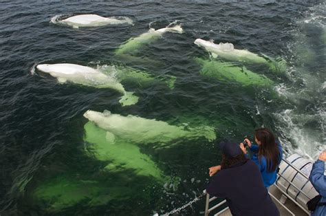 Beluga Whales In Churchill River