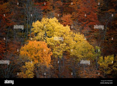 Fall Autumn Foliage The Berkshires Western Massachusetts Stock Photo