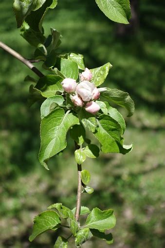 Closed Pink Flower Buds Of Apple Tree Stock Photo Download Image Now