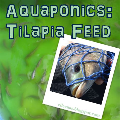 Aquaponic Garden Vicentys Home Aquaponicshome Grown Tilapia Feed