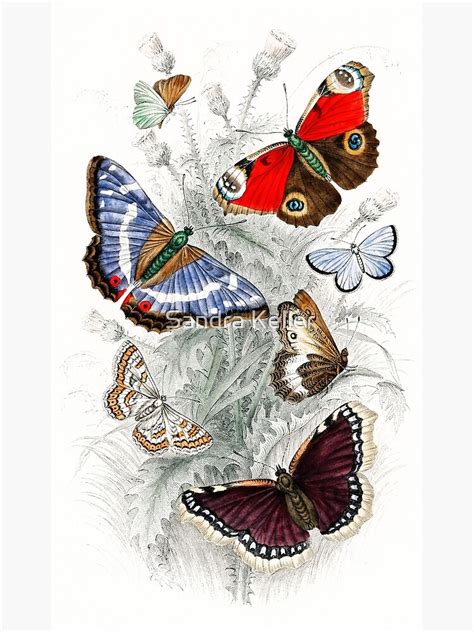 Butterflies By Oliver Goldsmith Poster By Skc Images Redbubble