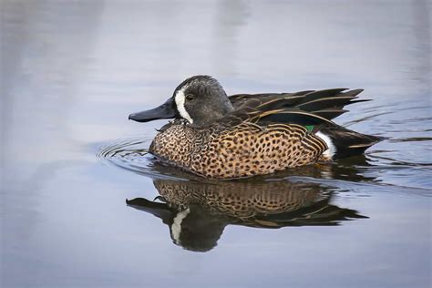 22 Species Of Ducks In Oklahoma A Handy Informative Guide 2023