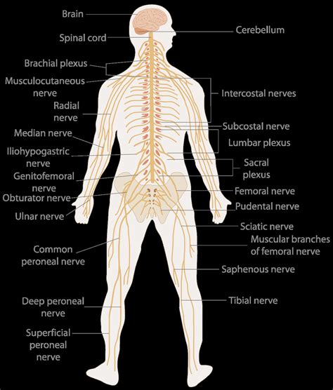 Blank Nervous System Diagram Te Nervous System Diagram Unlabeled