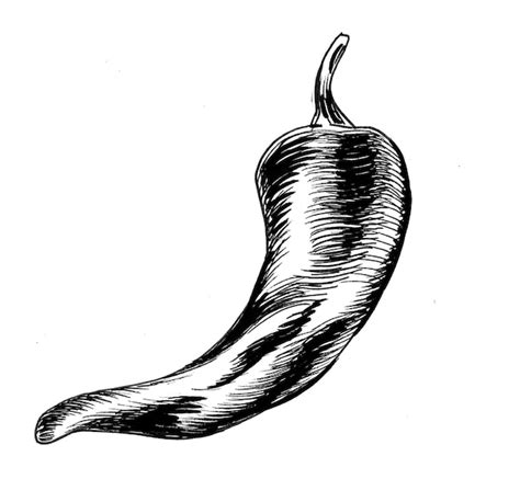 Premium Photo Chili Pepper Ink Black And White Drawing