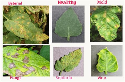 Tomato Leaf Disease Classification Using Cnn Multiple Class With