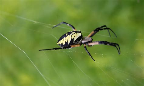 Female Argiope Aurantia Black And Yellow Garden Spider In Wayne