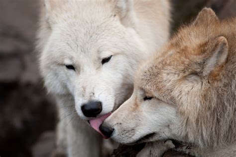 Hd Wallpaper Wolves The Pair Love Kiss Wolf Predators