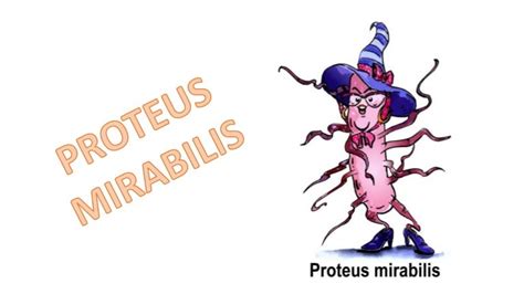 Proteus Mirabilis Slideshare Presentation