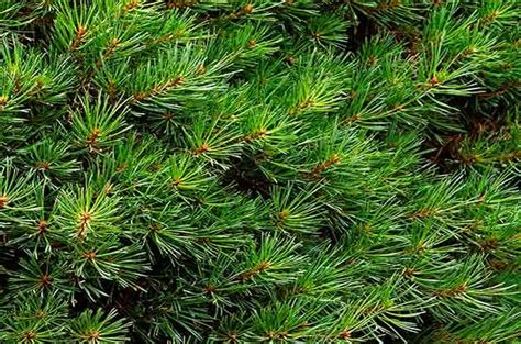 Dwarf Scotch Pine Pinus Sylvestris ‘glauca Nana Zones 3 To 7 9 Tiny