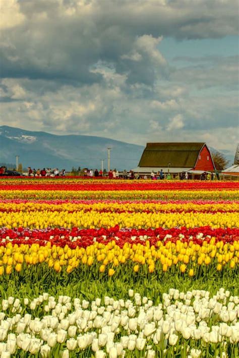 Skagit Valley Tulip Festival 2023 In Seattle Dates Skagit Valley