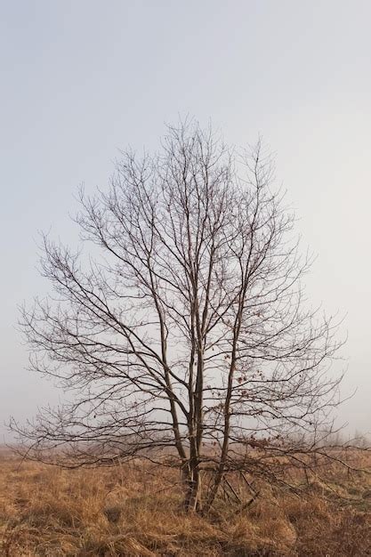 Premium Photo Tree At The Mist Meadow Sunrise