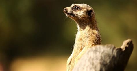 Meerkat Manor Narrator Youll Hear A Familiar Voice In The Revival