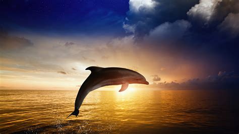 3840x2160 Dolphin Jumping 4k Hd 4k Wallpapers Images Backgrounds