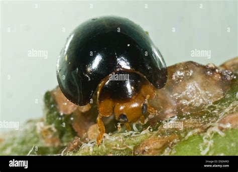 Un Negro Mariquita Chilocorus Nigritus Comercial Control Biológico