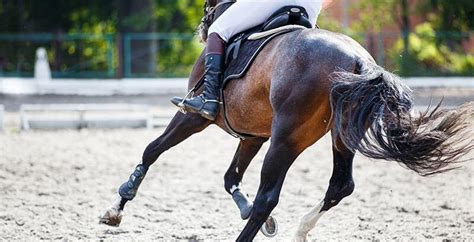 Conseil Vétérinaire Blog Larthrose chez le cheval Causes Symptômes Soins
