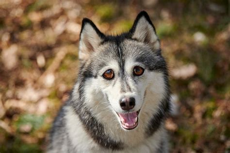 foto de cão husky siberiano com olhos enormes engraçado surpreendeu cão husky com olhos grandes