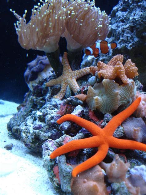 Orange Linckia Starfish Echunaster Sp Photos