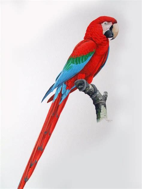 Eduardo Brettas Bird Illustrator Arara Vermelha Grande Desenho De Arara Est Ncil De