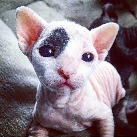 Sphynx Cat Pictures That Will Blow Your Mind Cat Pics Spinx Cat Sphynx Cat