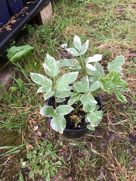 Aegopodium Podagraria ‘variegatum Lewis Cottage Plants