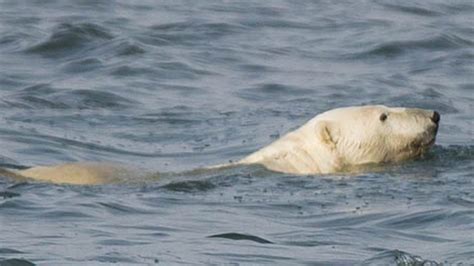 Russias Arctic Polar Bears Bbc News