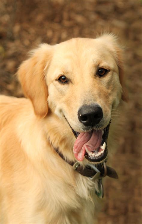 Are Golden Retrievers Labs