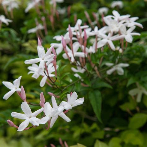 Great savings & free delivery / collection on many items. Allium Ampeloprasum | Jasmine plant, Jasmine plant for ...