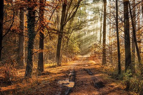 Hd Wallpaper Road Autumn Forest Track Wallpaper Flare