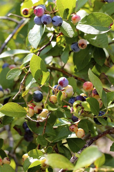 How To Grow Blueberries A Yummy Blueberry Crisp Recipe Growing