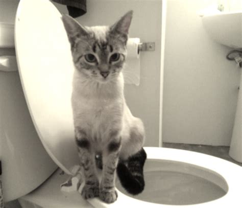 500x282 px download gif adorably, failed, use, or share attempted, you can share gif cat, toilet, and, in twitter. Teach Your Cat To Use YOUR Toilet