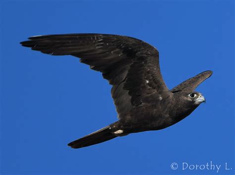 Black Falcon In Flight Ausemade