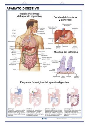 L Mina Aparato Digestivo Excretoredigol Ediciones Editorial Tirant