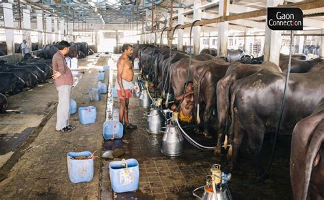 Amul Hikes The Price Of Its Milk By Rs 2 Per Litre — Will The Dairy