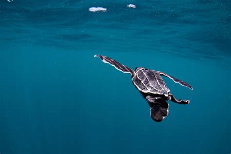 Go Diving And Swimming With Leatherback Sea Turtles