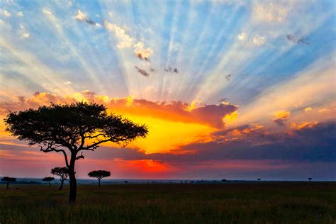 Acacia Trees At Sunset In The African Savanna Themba Tutors