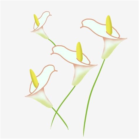 Calla Flower Hd Transparent Calla Flower Plant Lily Clipart Calla