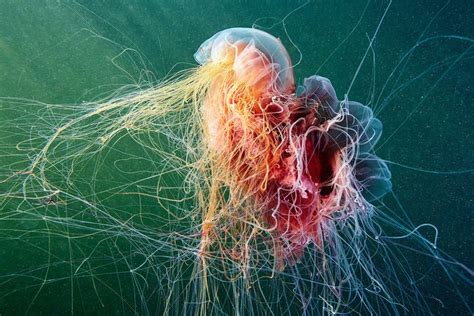 A Jellyfish Eating Another Jellyfish Jellyfish Photography Deep Sea